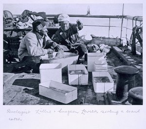 El Biólogo Lillie y el Cirujano Levick clasificando una captura de arrastre a bordo del 